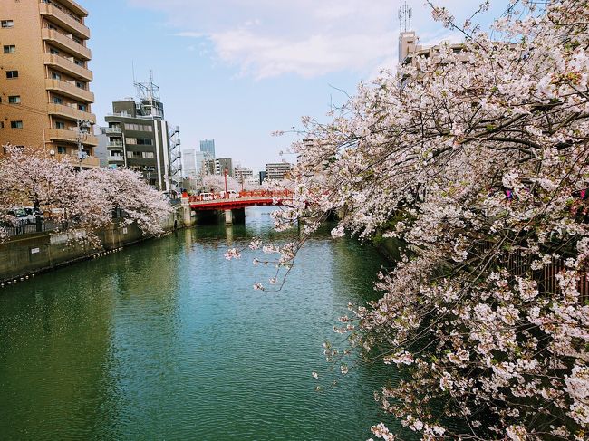 4月2日、横浜の桜の名所の大岡川にお散歩に行って来ました。<br />弘明寺から桜木町まで、大岡川では桜のプロムナードが続きます。<br /><br />コロナのせいで、お祭りは中止。<br />お陰で、がらがらのプロムナードをゆっくり歩けました。