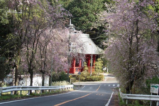 　大雄山最乗寺仁王門の横から岐かれるT字路の先には枝垂れ桜の並木道（https://4travel.jp/travelogue/11609040）がある。開花する時期を狙って花見に訪れた。<br />　坂道の上り右側は大雄山法雲閣までで、左側は大雄山萬霊塔・夫婦墓の先までである。これらは全てが大雄山最乗寺関連の枝垂れ桜であると思われるが、やはり、道路沿いの枝垂れ桜の桜並木（本ブログ）と寺院境内に植えられた枝垂れ桜、あるいは、墓地・墓苑に植えられた枝垂れ桜とでは明確に分けておく必要があろうか。<br />　この枝垂れ桜の並木道には20、30本の枝垂れ桜が植えられているようだ。少なくても荒井城址公園に植えられている枝垂れ桜（https://4travel.jp/travelogue/11614275）の本数よりは多いであろう。大雄山最乗寺・道了尊からの帰りのバスの運転手が推奨していた枝垂れ桜の桜並木ではあるが、この開花の時期にも訪れる人は少ない。今年だけの現象なのかは分からないが、三々五々に車でやって来て枝垂れ桜の桜並木の桜見をして帰るだけである。<br />　ただし、大雄山最乗寺仁王門横のT字路の角などに植えられている枝垂れ桜（や大雄山法雲閣境内に植えられている枝垂れ桜）は道路沿いの枝垂れ桜よりも早く植えられたもので、開花が早く、散り始めている。一方、道路沿いの枝垂れ桜には咲き始めのものも多い。案外、枝垂れ桜を見ることができる期間が長いのかも知れない。<br />（表紙写真は大雄山最乗寺仁王門横の枝垂れ桜の桜並木）