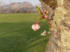 ２０２０年　春の一日