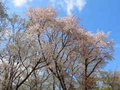 見ごろを迎えた森のさんぽ道の山桜