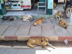 犬とミャンマーと私～愛すべきミャンマーの犬たち、猫たち～【２】