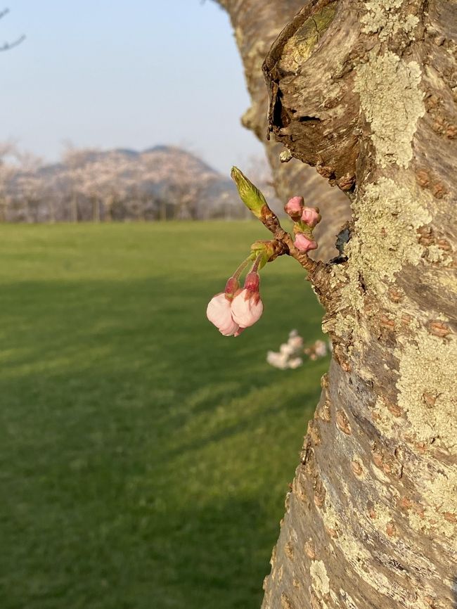 今年の桜は寂しそう