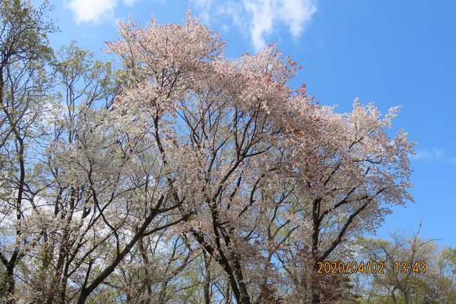4月2日、午後1時半過ぎに川越市の森のさんぽ道へ行きました。　　昨日の荒れた天気の雨で新緑と山桜の開花が進んでいて青空に映えて美しかったです。　森のさんぽ道にはかなりの山桜が見られ、しかも樹高が30m級と高く幹回りも2m以上のものもあり素晴らしい山桜が見られます。<br /><br /><br /><br />＊写真は森のさんぽ道の駐車場近くの山桜