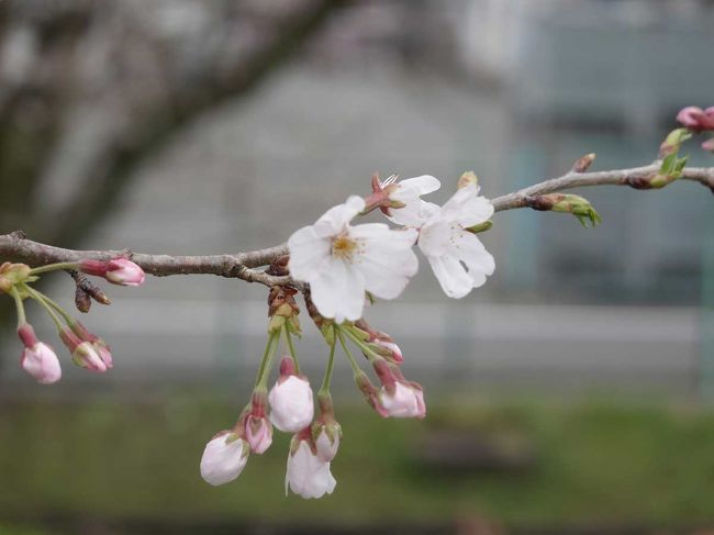 桜見物 2020.03.30 ＝2.厚原スポーツ公園＝