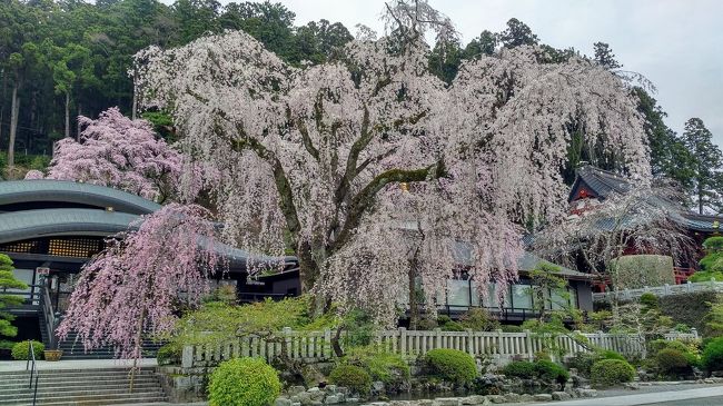 春の18きっぷの期限は4月10日となっています。<br />都内のソメイヨシノも既に葉桜、<br />東京から朝遅めに出ても行ける場所を探してみると<br />山梨の身延山が良さそうです。<br />東海道線で富士まで行き、身延線に乗り換えます。<br />帰りは甲府駅で中央線に乗り換えます。