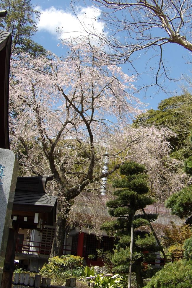 　JR早川駅裏手にある真福寺には4本の枝垂れ桜が植えられている。JR早川駅の熱海駅側ホームからこの枝垂れ桜が見えるのであるが、駅の入口は海側のみで、山側には連絡口がないために、駅の裏手に行くのに大変時間が掛かる。この駅の裏手にはお寺などがあり、昔からの集落である。しかし、駅までは時間が掛かるために住宅開発などはなされてはいないようだ。<br />　この真福寺はJR早川駅のホームからは目と鼻の先にあるのだが、歩いて行くにはさすがに遠い。結果、電車に間に合わなくなってしまった。本の1、2秒だけどこかで急いで時間を縮めるべきであった。小田原－熱海間は電車が間引かれ、11時台は12分間隔から29分に間隔が空く。結果、帰りは駅ホームでの待ち時間が長くなってしまった。隣のJR根府川駅には3匹の親子サルが出て来ている（https://4travel.jp/travelogue/11614275）くらいであるから、そうした自覚が必要であったということだ。<br />　なお、真福寺に植えられている4本の枝垂れ桜には小さな木もあるが、他にも染井吉野も何本か植えられており、桜が満開で、あいにく枝垂れ桜は散り始めており、見頃は過ぎてしまっている。それにしても境内に4本も枝垂れ桜を植えているお寺は少ない。<br />（表紙写真は真福寺山門脇の枝垂れ桜）