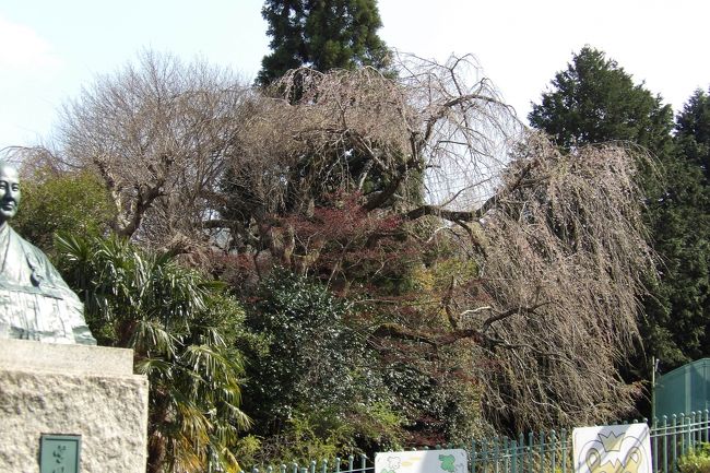 　南足柄市大雄町にある華綾幼稚園とバス通りを挟んで華綾保育園がある。その華綾保育園に建つ「宮田妙鑑園長之像」の先に、保育園と谷を挟んだ隣の法面に巨大な枝垂れ桜が見える。この枝垂れ桜は咲き始め程度の開花状況であり、まだまだ見頃とは言えない。しかし、これまでに見てきた西湘の枝垂れ桜では最大であろう。<br />　この巨大な枝垂れ桜が満開となっても、華綾保育園の園内に入らないと綺麗な枝垂れ桜の姿は見られないであろう。残念。遠く閉ざされた門越しに花見をするしかないようだ。<br />（表紙写真は華綾保育園の隣に巨大な枝垂れ桜）<br /><br />Webでは「華綾幼稚園」と「華綾保育園」の他に、「綾華幼稚園」と「綾華保育園」が掲載されている。しかし、建物に「学校法人　華綾学園」とあるから「華綾幼稚園」と「華綾保育園」が正しいのであろう。