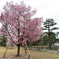 COVID-19対策の自主隔離を終えて☆京都最終日ー１　二条城で桜見物