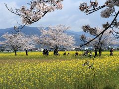 藤原宮跡の桜と菜の花　奈良県橿原市