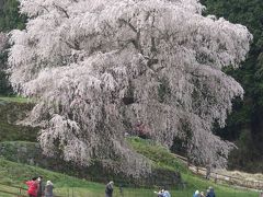 「又兵衛桜」を見て来ました。まさに，古武士の風格。すばらしい枝垂桜です。