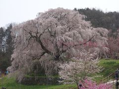 「又兵衛桜」を見て来ました。（その２）