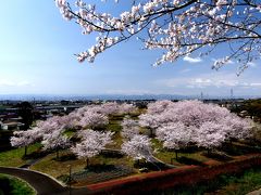 「八王子山公園」のサクラ_2020_強風に耐えて、見頃つづいています。（群馬県・太田市）