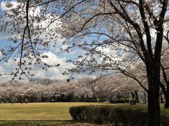 約１０００本のソメイヨシノが満開の播磨中央公園