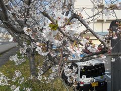 せめて一人でひっそりと桜の写真を