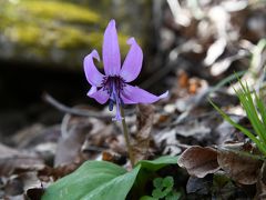 早春の足音が聞こえる“カタクリの花&福寿草”