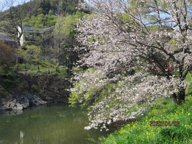 　この春休みはコロナ騒動にて旅行はキャンセル、ぶらりと桜の花見を楽しんできました。<br />気のせいか、今年の桜は勢いがなく花は早くさいたのですが満開にならず、又、色も鮮やかさが感じられず・・・・で少しさびしいです。<br />　<br />奥道後のホテルも道後プリンスホテルも休館・・・・<br />花見宴会も禁止。道後の観光客も激減。<br />愛媛もコロナ感染者が増えており・・・<br />街も静かになり・・・<br />景気も悪くなり・・・<br />せめて、桜でも見て早く良くなってくださいと祈るばかり。<br /><br /><br />