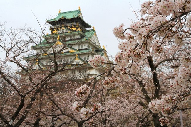 大阪城の桜<br />西の丸庭園より<br /><br />あいにくの雨模様でしたが、そろそろ見頃を迎えようとしている大阪城公園の桜を見に行ってきました。<br />桜の咲くこの時期ですが、観光客がほとんどいない大阪城は初めての経験です。