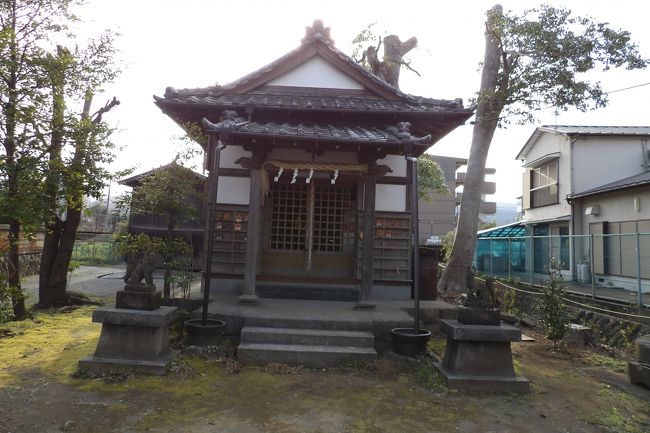 　小田原市扇町1に鎮座する稲荷神社は文禄2年（1593年）頃には池上村民持ち30戸の社であった（神奈川県神社誌）。この池上という地名は文献（伊豆山走湯権現の文書）に出ているが、それは慶安5年（1372年）頃のことである。これより以前はこの地に「池上余藤五郎」と名のる武士が池上村を領地としていた。多分、正法山眼蔵寺誌の記載から地頭職位の武士ではなかったかと思われる。<br />　祭神は宇迦之御魂大神（うかのみたまのおおかみ）である。<br />　境内には水神さまが祭られ、小田原市池上地区民一同が建立した慰霊碑（昭和41年（1966年）8月15日）銘）も建てられている。<br />　社殿の両側には狛狐があり、社殿の屋根には浪の飾り瓦が上がっている。<br />　鳥居の後ろ、社殿の前に2本の銀杏の木は小田原市の保存樹に指定されていたが、近年は幹の先や枝が切られて見る影もない。まるで門柱か御柱（おんばしら）のようにも見える。しかし、以前はこの2本の銀杏木は空高く聳え、黄葉が見事だったという。<br />　現在は、大稲荷神社（小田原市城山1）が管理している。枝垂れ桜が満開で藤棚があり華やかさがある小川を挟んだ横の眼蔵寺に対して少し寂しい池上稲荷神社である。<br />（表紙写真は池上稲荷神社社殿）