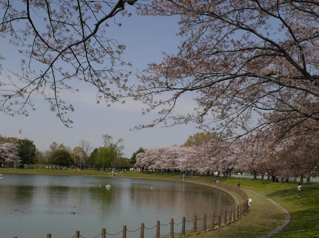 新型コロナウイルス感染症のニュースに明け暮れる毎日です。<br />いつものような外出もままならない今年の春。<br />気分転換に出かけた越谷の県民健康福祉村。満開を過ぎた桜もありますが、まだまだ見頃の桜もありました。<br />公園には、たくさんの子供たちや家族連れがいました。<br />家の中にいてばかりでは、ストレスも溜まるので、外出した人も多いようです。<br />新型コロナウイルスの終息を願うばかりです。