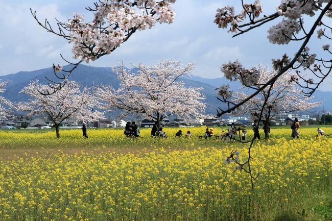 藤原宮跡の桜と菜の花　奈良県橿原市<br /><br />桜はほぼ満開、菜の花も満開に近い状況でした。<br />数百万本の菜の花と満開の桜。とても綺麗でした。