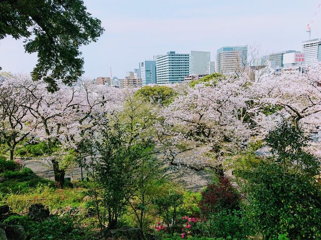 横浜掃部山公園、みなとみらいの桜と赤レンガ倉庫周辺のガーデンネックレス