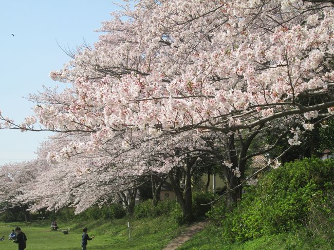 桜の花びらが散り始めた4月上旬、近所を歩いてみました、そして、我が家の畑にちょっと寄り道します。<br /><br />旅行記を作成している本日（4/7）の17：43、新型コロナウイルスの感染拡大に備え、改正新型インフルエンザ等対策特別措置法に基づく初の「緊急事態宣言」が、7都府県（期間は5月6日まで）に発出されました。<br />既に外出・行動を自重自粛されている皆様へ、「春色の我が家の畑」をアップすることで、少しでも和んでいただければ幸いです。<br /><br />表紙写真：和泉川親水広場