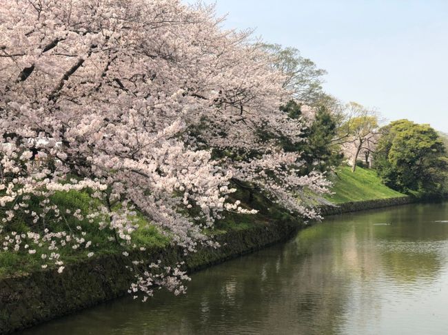 今日の花見は桜の名所「鳥飼八幡宮～舞鶴公園～西公園」を孫と二人で散策しました。