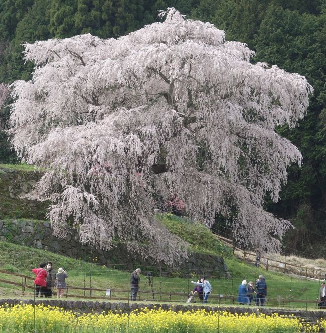 宇陀市本郷の「又兵衛桜」をみてきました。すばらしい姿です。まさに「古武士」です。