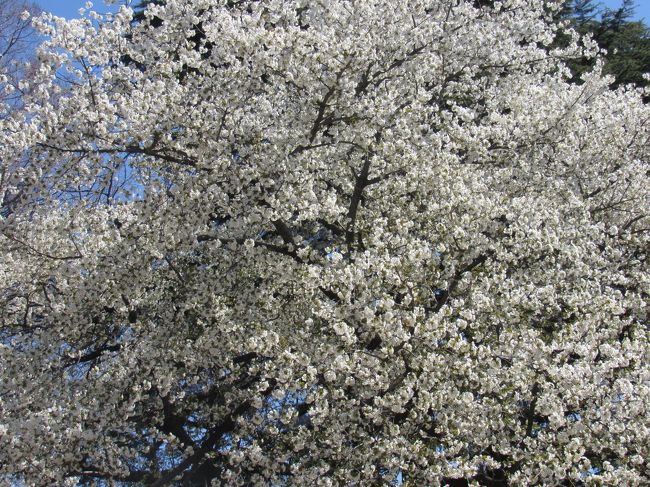 メトロ24時間チケットで東京桜巡りをしました。<br /><br />靖国神社、椿山荘、六本木ミッドタウン、新宿御苑です。