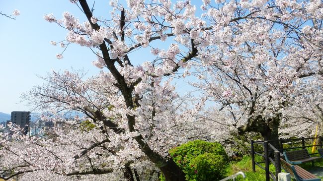 コロナウィルスの影響で、福岡市内でも余り外出しない方が良いのは分かっているのですが、福岡市中心部内の桜満開前後の日が休みであった為、折角なので、今まで行った事がないけど、自宅からシェアサイクル＆徒歩で手軽に行ける、福岡市内中心部の桜名所に行って来ました。<br /><br />また、人出が少ないと思われる午前１０時前に自宅を出発して行きました。<br /><br />行った福岡市内中心部の桜名所は、①西公園、②舞鶴公園、③福岡城址お堀端ですが、①の西公園の後、大濠公園内にも立ち寄りました。<br /><br /><br /><br />桜満開の西公園内と「光雲神社」を参拝した時などの様子です。<br /><br />コメントは、一部を除いて省略させて頂きます。