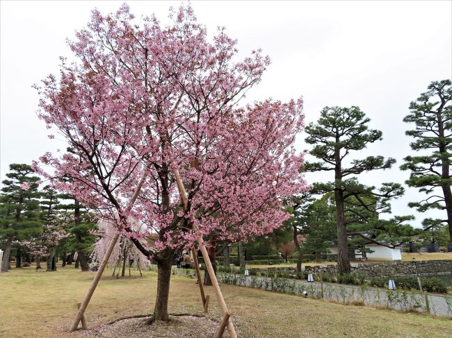 COVID-19対策の自主隔離を終えて☆京都最終日ー１　二条城で桜見物