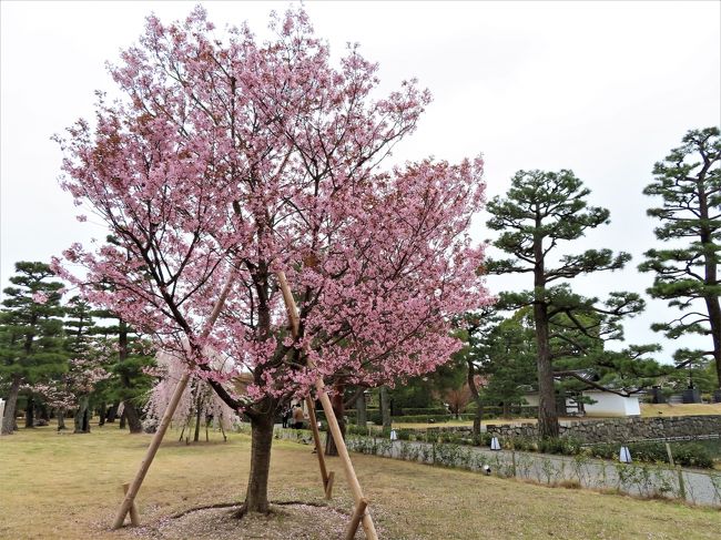 新型コロナの騒ぎは どんどん どんどん 大きくなってしまって <br />東京都民には 週末外出禁止要請が 都知事からあり <br />本来はどこにも行くべきではないのでしょうが <br />たまたま アメリカから帰国した後 <br />自主的に2週間の自主隔離が終わったので <br />他人に迷惑をかけることはあるまいと思い <br />人の少なそうなところへ 向かいました。<br /><br />5日目午前中の 京都の旅行記です。