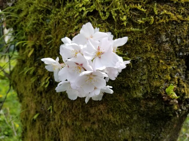 日差しが温かく、周りの桜が満開になってきましたので友達と陶彩の径とよばれる散歩道を歩きました。