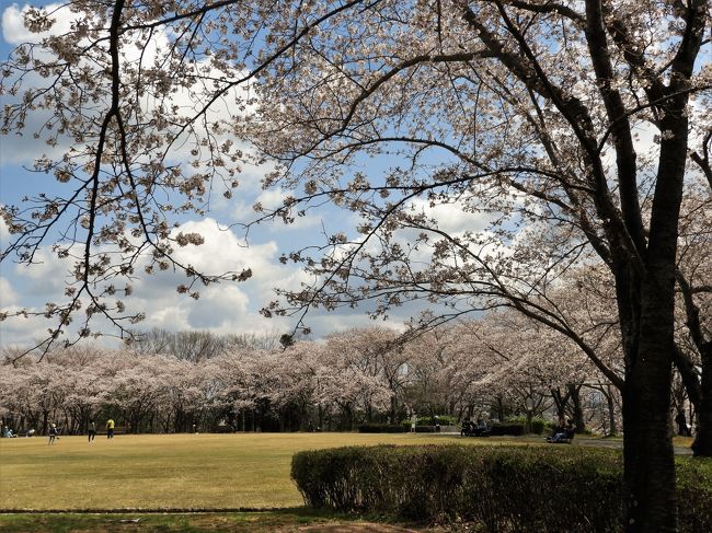 加東市にある兵庫県立播磨中央公園は１８１．７ヘクタールの県下最大級の自然豊かな公園で、フラワーゾーンにある「桜の園」では約千本のソメイヨシノが植栽されており、今まさに満開。広場全体が薄いピンク色に染まっていた。<br />新型コロナウイルスの影響で飲酒は禁止されているため、宴会をしている人たちはいなかったが散策する人たちで賑わっていた。