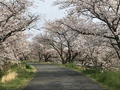 2020年コロナの時期に満開の桜&#127800;