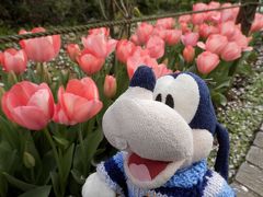 グーちゃん、横浜/三溪園へ花見に行く！（グー散歩/ここは池袋のチューリップ！？編）
