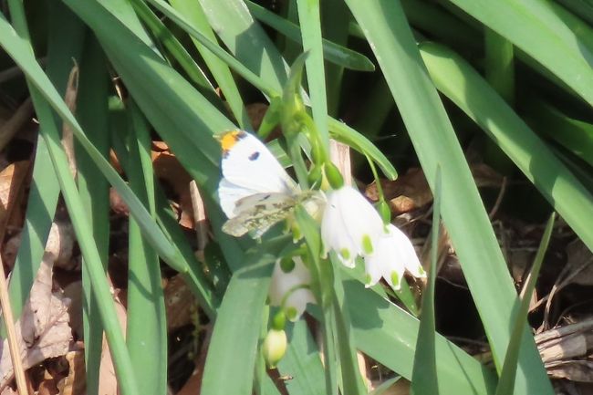 4月3日、午後0時45分過ぎに川越市の森のさんぽ道へ行きました。今日の訪問目的は昨日は10m/秒くらいの強風だったので蝶の観察が十分できなかったので訪問しました。　それから、どうしてもツマキチョウを写真撮影したかったからです。<br />結果的にはツマキチョウが一瞬でしたが、写真撮影ができました。飛翔しているところも取れました。ルリタテハの居場所が一か所新しくわかり、本日は三頭見られました。キタテハも三頭見られました。　肉眼ではキアゲハとテングチョウ、キチョウが見られました。<br /><br /><br />*写真はスノーフレークの花に止まっているツマキチョウ