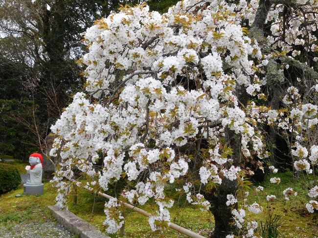 　宗麟寺には２回行ったことがありますが、桜の時は初めてです。<br />参道と境内に桜が咲いていました。<br />　本堂の北側に龍心庭があり、そこにも桜が咲いているのかな…と思い拝観もしてみました。<br /><br />　７７７年（宝亀８年）唐より来朝した為光和尚によって松江山普済寺が創建されたと伝えられています。