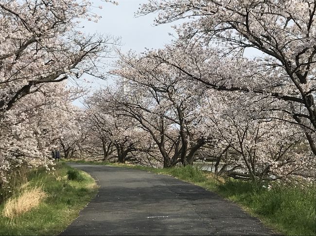 新型コロナウイルスの世界的蔓延で、毎日暗いニュースばかりで、滅入る日々が続いています。<br /><br />明日には、やっと?緊急事態宣言が発令されるようで、日常生活も変わる人々も多いと思います。困りましたねぇ~・・・<br /><br />蕾の桜は四日市駅近くの鵜森公園でしたが、今度は四日市で有名な桜の名所の海蔵川の桜です。<br /><br />自宅から、自転車で、此処まで20分運動です。