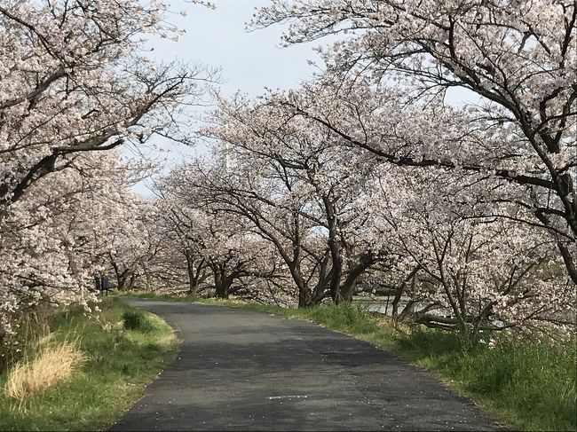 新型コロナウイルスの世界的蔓延で、毎日暗いニュースばかりで、滅入る日々が続いています。<br /><br />明日には、やっと？緊急事態宣言が発令されるようで、日常生活も変わる人々も多いと思います。困りましたねぇ～・・・<br /><br />蕾の桜は四日市駅近くの鵜森公園でしたが、今度は四日市で有名な桜の名所の海蔵川の桜です。<br /><br />自宅から、自転車で、此処まで２０分運動です。