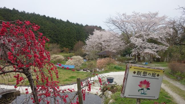 コロナ禍を避け花見かな　大和金剛・葛城・二上山麓九桜花見の旅 