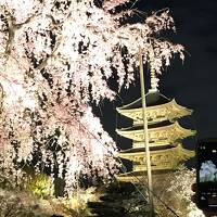 京都　満開の桜たっぷり　一人旅　一日目