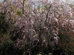 堀口家の紅枝垂れ桜は満開です