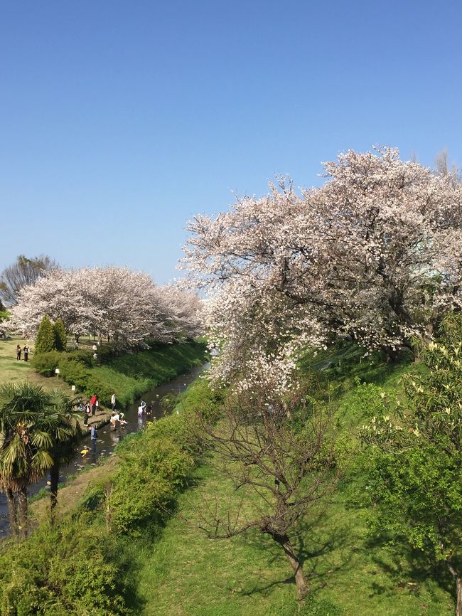 新型コロナの影響で外出自粛要請の中、運動不足解消のため近所のお花見の名所まで嫁さんとお散歩(^_^)<br /><br />例年に比べると断然空いてた(*_*)<br />まあ、そのための自粛でもあるし…<br />