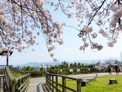 ２０２０年 春 福岡市 桜名所巡り【桜満開の西公園 「中央展望広場」周辺散策編】