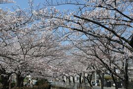 春の川口グリーンセンター♪　Vol1　☆見沼遊歩道の桜並木♪