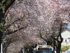 散り始めた桜トンネル