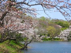 横浜・鶴見、三ツ池公園の桜