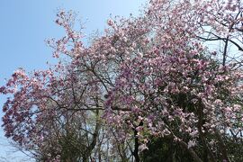 春の川口グリーンセンター♪　Vol2　☆椿・桜・木蓮の美しい競演♪