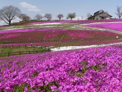 「八王子山公園」の芝桜_2020_開花が進んでいて、かなり綺麗になりました。（群馬県・太田市）